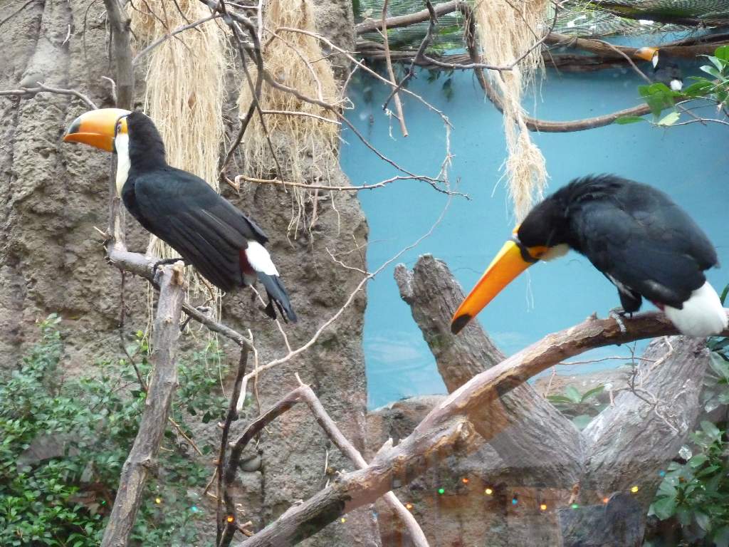 Deze twee ara's (beo's, papegaaien of wat dan ook) waren flink aan het bekvechten